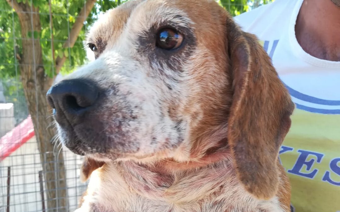 (FOTO) ALCUNI DEI CANI FATTI SEQUESTRARE DA LEAL A GRAVINA DI PUGLIA SUBITO DOPO LA LIBERAZIONE