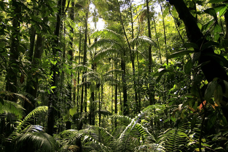 AMAZZONIA DA SALVARE, EMERGENZA SENZA FINE