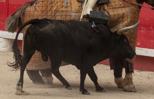 LEAL ADERISCE A “ENSEMBLE POUR L’ABOLITION DE LA CORRIDA”