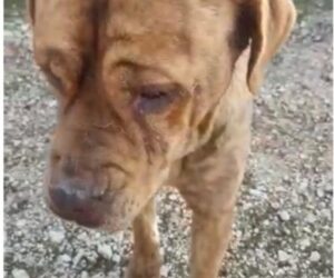 (VIDEO) AXEL, BETTY E CIRO SONO TRE DEI 42 CANI SALVATI DA LEAL … INNAMORATEVI DI LORO PERCHÈ SARANNO PRESTO ADOTTABILI!