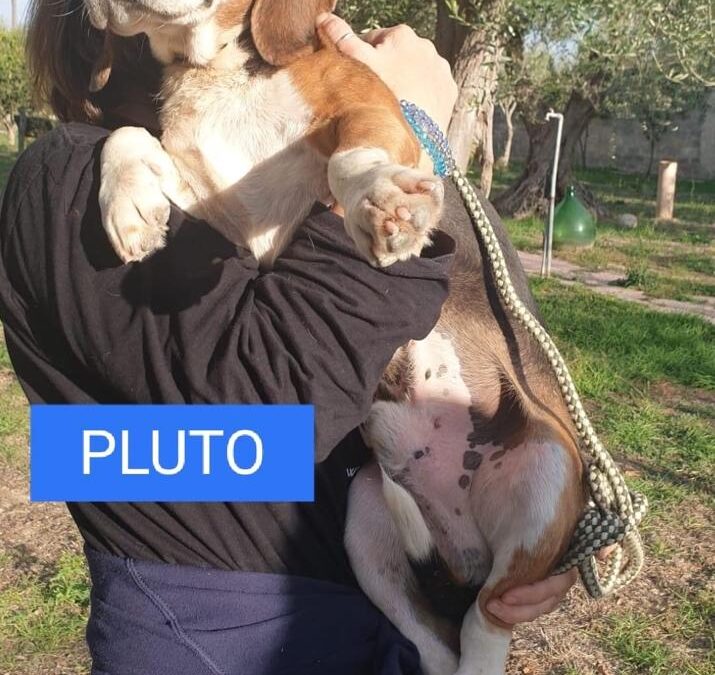 LEAL: PLUTO E ZAMPA CERCANO CASA! PROVE DI COCCOLE E GUINZAGLIO SUPERATE!