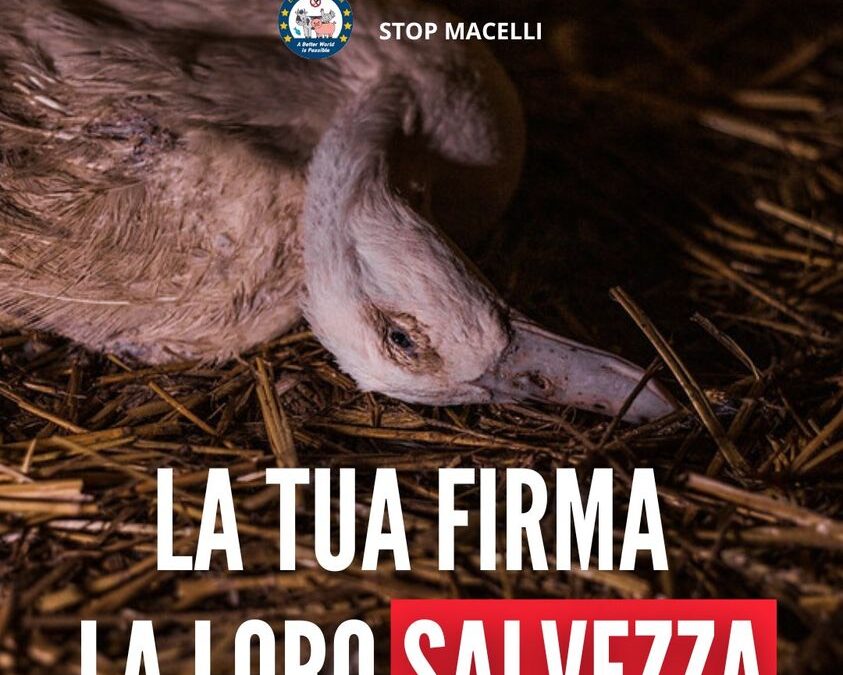 CHIUDIAMO TUTTI I MACELLI E LASCIAMO VIVERE GLI ANIMALI “END THE SLAUGHTER AGE”