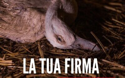 CHIUDIAMO TUTTI I MACELLI E LASCIAMO VIVERE GLI ANIMALI “END THE SLAUGHTER AGE”