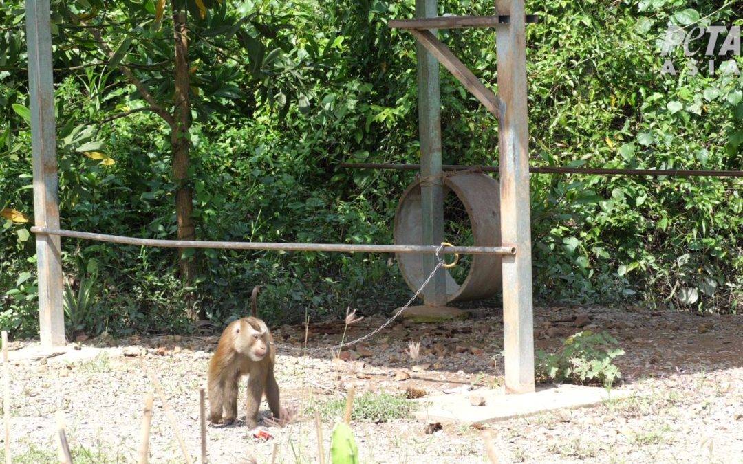 OPERAZIONE BOICOTTAGGIO: NO A PRODOTTI AL COCCO E ACQUA DI COCCO DALLA TAILANDIA