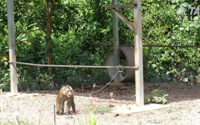 OPERAZIONE BOICOTTAGGIO: NO A PRODOTTI AL COCCO E ACQUA DI COCCO DALLA TAILANDIA