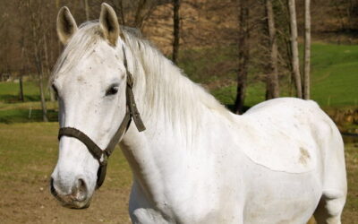 A FIERACAVALLI VERONA MUORE TANGO. LA DURA CONDANNA DI LEAL: “UN EVENTO CHE OLTRE A NON TUTELARE LA DIGNITÀ GLI ANIMALI NE PROMUOVE LO SFRUTTAMENTO”