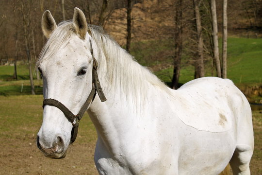 A FIERACAVALLI VERONA MUORE TANGO. LA DURA CONDANNA DI LEAL: “UN EVENTO CHE OLTRE A NON TUTELARE LA DIGNITÀ GLI ANIMALI NE PROMUOVE LO SFRUTTAMENTO”