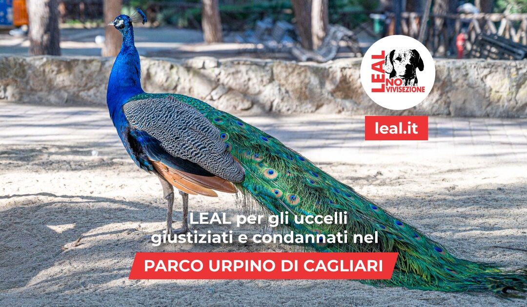 SCRIVIAMO TUTTI PER SALVARE I 60 ANIMALI SOPRAVVISSUTI ALLA STRAGE! LEAL ACCOGLIE LA RICHIESTA  DI AIUTO DA CAGLIARI