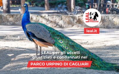 SCRIVIAMO TUTTI PER SALVARE I 60 ANIMALI SOPRAVVISSUTI ALLA STRAGE! LEAL ACCOGLIE LA RICHIESTA  DI AIUTO DA CAGLIARI