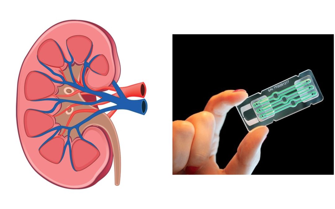 TRE ESEMPI DI APPLICAZIONI PROMETTENTI DELLE METODOLOGIE INNOVATIVE BASATE SULLA BIOLOGIA UMANA E LA NECESSITÀ DI FINANZIARLE MAGGIORMENTE