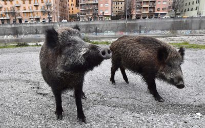 LEAL ULTIM’ORA CACCIA APPROVATO L’EMENDAMENTO FAR WEST