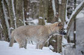 LEAL CROCE A QUATTROZAMPE PER L’EMERGENZA NEVE A SOMMATI (AMATRICE)