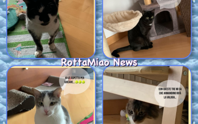 ROTTAMIAO: 17 FEBBRAIO FESTA DEL GATTO!