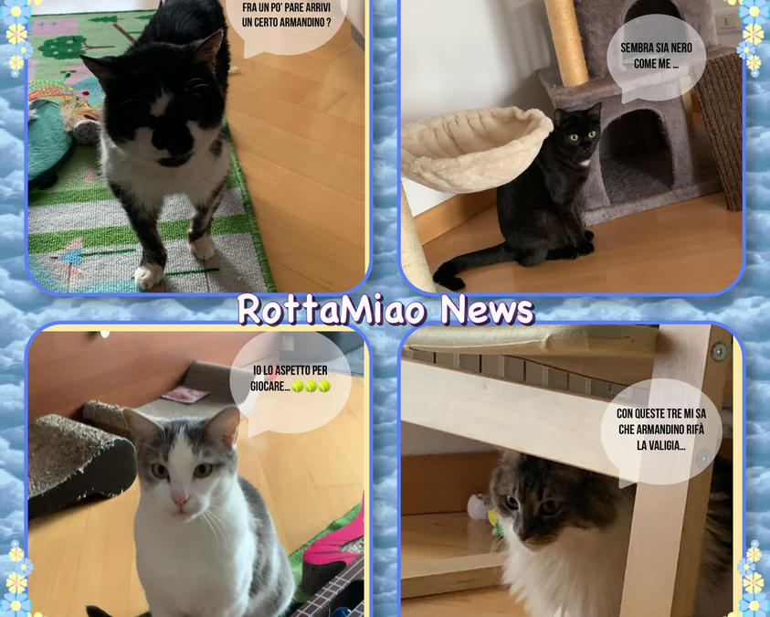 ROTTAMIAO: 17 FEBBRAIO FESTA DEL GATTO!