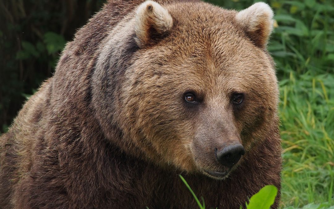 A TRENTO PER L’ORSO MJ5: ATTIVISTI PRESIDIERANNO LA SEDUTA DEL CONSIGLIO DELLA PROVINCIA