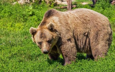 LEAL ULTIM’ORA: L’ORSO “AGGRESSORE” È STATO INDIVIDUATO OGGI E LA PROVINCIA HA GIÀ STABILITO CHE DEVE MORIRE