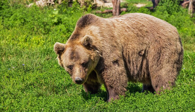 LEAL ULTIM’ORA: L’ORSO “AGGRESSORE” È STATO INDIVIDUATO OGGI E LA PROVINCIA HA GIÀ STABILITO CHE DEVE MORIRE