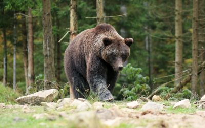 UN ESCURSIONISTA AGGREDITO DA UN ORSO IN TRENTINO. LEAL: “VOGLIAMO VEDERCI CHIARO A TUTELA DEGLI ORSI”.