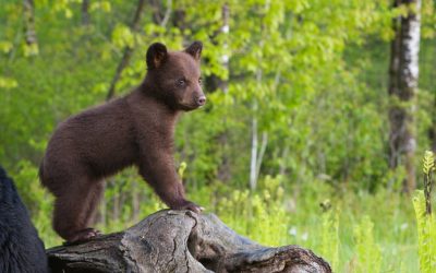 ACCESSO AGLI ATTI LEAL: “VOGLIAMO LA VERITÀ SUL CUCCIOLO DI ORSO TROVATO MORTO”