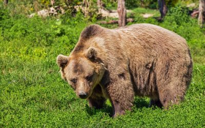 UN ALTRO ORSO RINVENUTO MORTO IN TRENTINO