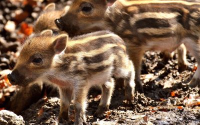 SPARI E FUCILI IN CITTÀ E LO STERMINIO DELLA FAUNA SELVATICA. LEAL “MAI COSÌ IN BASSO”