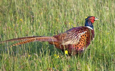 LEAL ADERISCE IN PRESENZA AL PRESIDIO DAVANTI A REGIONE LOMBARDIA: IL NO DELLE ASSOCIAZIONI ANIMALISTE UNITE: BASTA FAVORI ALLA CACCIA!