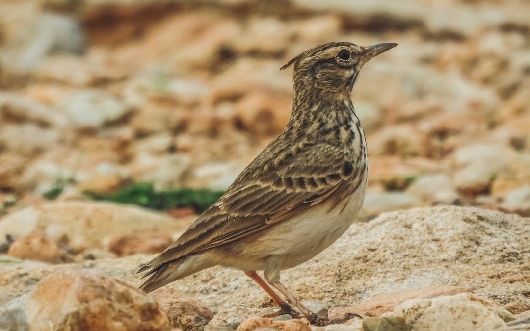 LEAL: CACCIATORI SPECIE PROTETTA, L’EMENDAMENTO IN REGIONE LOMBARDIA IL SUPER REGALO AI CACCIATORI CON I FONDI DEL CONSIGLIO REGIONALE