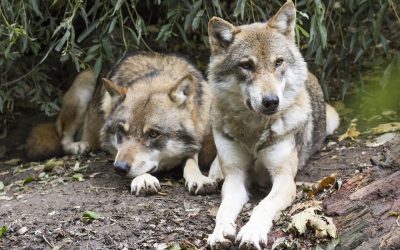 IL TAR NEGA LA SOSPENSIVA ABBATTIMENTO LUPI IN TRENTINO. LEAL: “NON CI ARRENDIAMO”