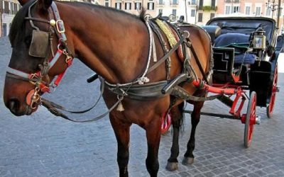 CARROZZELLE: UNA VERGOGNA NAZIONALE. ENNESIMO  CAVALLO STRAMAZZA A TERRA A PALERMO. LEAL CON ALTRE  ASSOCIAZIONI DENUNCIA LE ISTITUZIONI