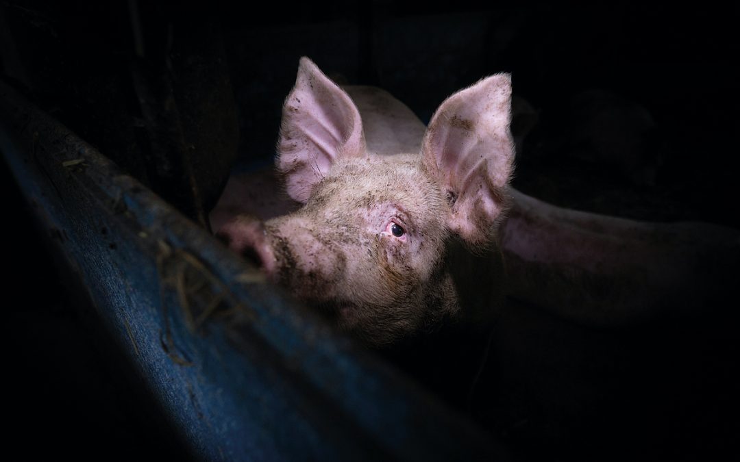 LEAL PER UNA SCELTA VEGAN. FAI ANCHE TU PARTE DEL CAMBIAMENTO!