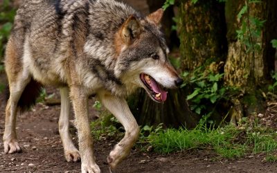 LEAL: SI SALVI IL LUPO! GUERRA AI LUPI ANCHE IN ALTO ADIGE OLTRE CHE IN TRENTINO