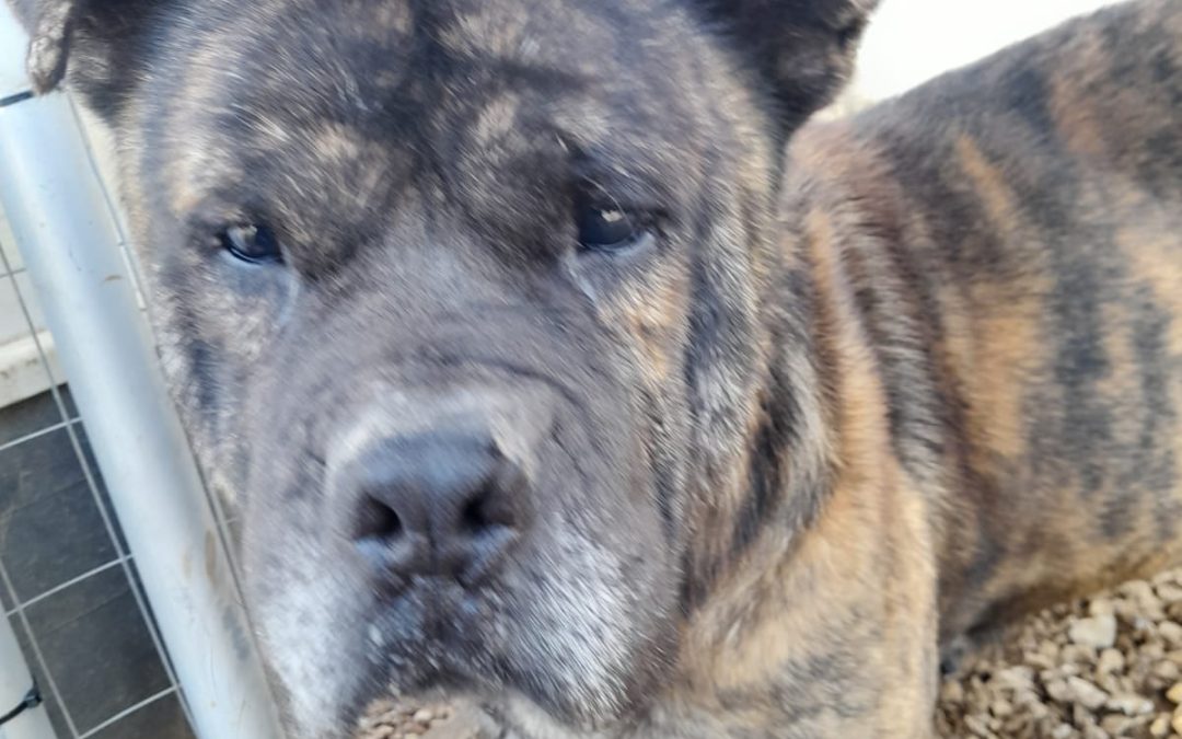 LEAL CELEBRA LA GIORNATA INTERNAZIONALE DEL CANE