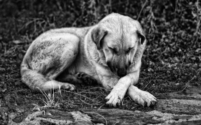 LEAL PALERMO E ALTRE SIGLE ANIMALISTE IN RIVOLTA CONTRO IL COMUNE DI PALERMO: “NON FATE SPERIRE I CANI!”