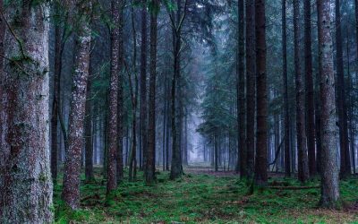 LEAL CELEBRA LA GIORNATA DEGLI ALBERI