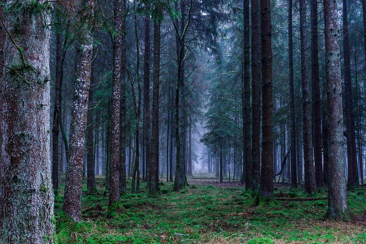 LEAL CELEBRA LA GIORNATA DEGLI ALBERI