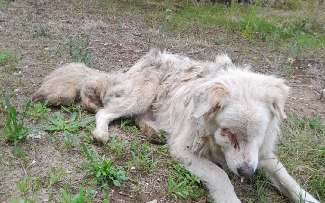 STORIA DI UN SALVATAGGIO “SOFFERTO”: LEAL STA SEGUENDO IL MAREMMANO CON TUMORE ALLA MANDIBOLA