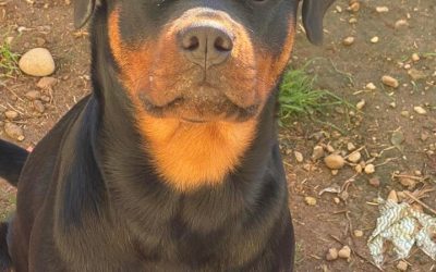 LEAL DENUNCIA ANIMALICIDIO A PARABIAGO DOMENICA 12 NOVEMBRE: CACCIATORE FA ESPLODERE LA TESTA A UN ROTTWEILER DI PROPRIETÀ