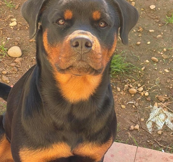 LEAL DENUNCIA ANIMALICIDIO A PARABIAGO DOMENICA 12 NOVEMBRE: CACCIATORE FA ESPLODERE LA TESTA A UN ROTTWEILER DI PROPRIETÀ