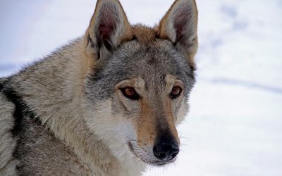 UN CACCIATORE UCCIDE UN CANE LUPO CECOSLOVACCO. PENSAVA FOSSE UN LUPO. LEAL PRONTA A COSTITUIRSI PARTE CIVILE