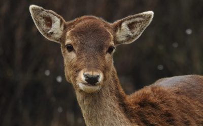 LEAL: CI COSTITUIREMO PARTE CIVILE SE CONFERMATA LA COLPEVOLEZZA DELL’AGRICOLTORE CHE HA UCCISO BEN 80 UNGULATI TRA CERVI E DAINI