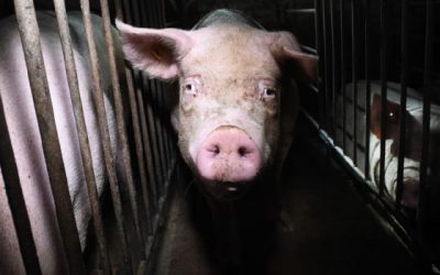 SPRECO DI VITE, IMPATTO AMBIENTALE E SCELTA VEGANA: 18 MILIARDI DI ANIMALI ALL’ANNO MACELLATI E BUTTATI