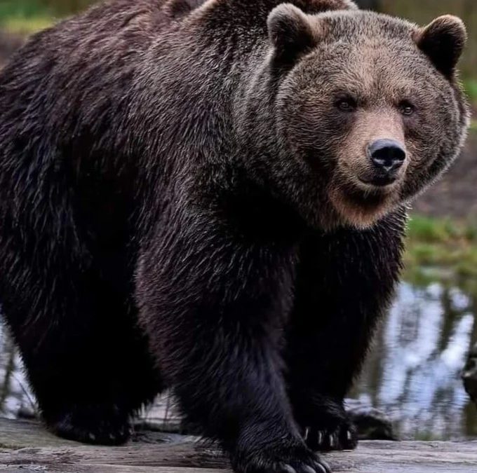 L’ORSO MJ5 È MORTO! ERA UNO DEGLI ORSI TROVATI IN VAL DI NON LO SCORSO OTTOBRE