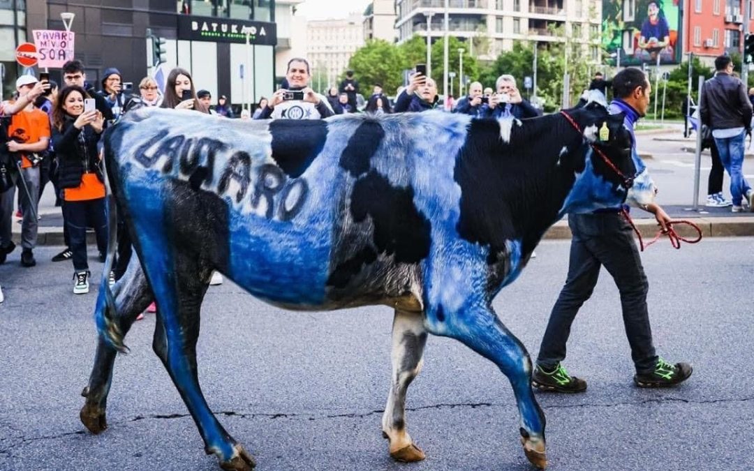 LA MUCCA BLU VITTIMA DELLA TIFOSERIA DELL’INTER. LEAL DENUNCIA PER MALTRATTAMENTO