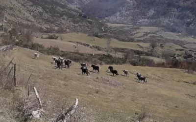 LEAL CHIEDE AL SINDACO LA SOSPENSIONE DI ABBATTIMENTO DEI 50-80 BOVINI VAGANTI SUL TERRITORIO DI VERBICARO IN CALABRIA