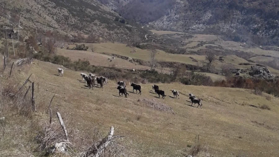 LEAL CHIEDE AL SINDACO LA SOSPENSIONE DI ABBATTIMENTO DEI 50-80 BOVINI VAGANTI SUL TERRITORIO DI VERBICARO IN CALABRIA