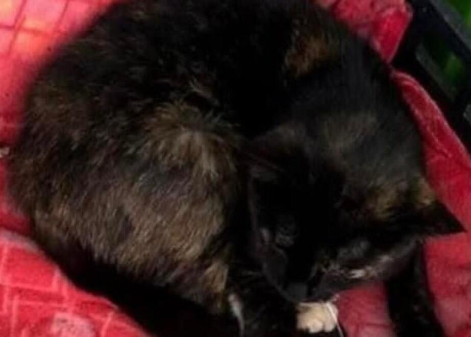 LEAL DENUNCIA CONTRO IGNOTI. VOGLIAMO CHE L’ASSASSINO DEL GATTO NUTELLINO VENGA INDIVIDUATO