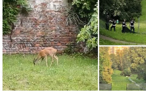 GRAZIE ALL’INTERVENTO DI LEAL IL CERBIATTO DELLA FOSSA VISCONTEA È STATO MESSO IN SALVO!