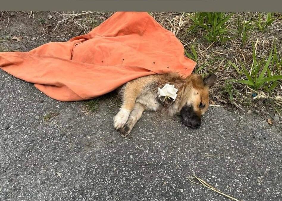 SHOCK A CATANZARO MUORE UN CUCCIOLO DI CANE DOPO ATROCI TORTURE, LA DENUNCIA DI LEAL