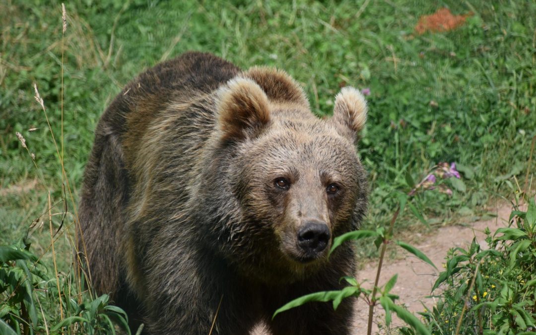 ORSI TRENTINI L’ORSA JJ4 HA SALVA LA VITA MA IN UN PARCO ZOO CON VISITATORI PAGANTI