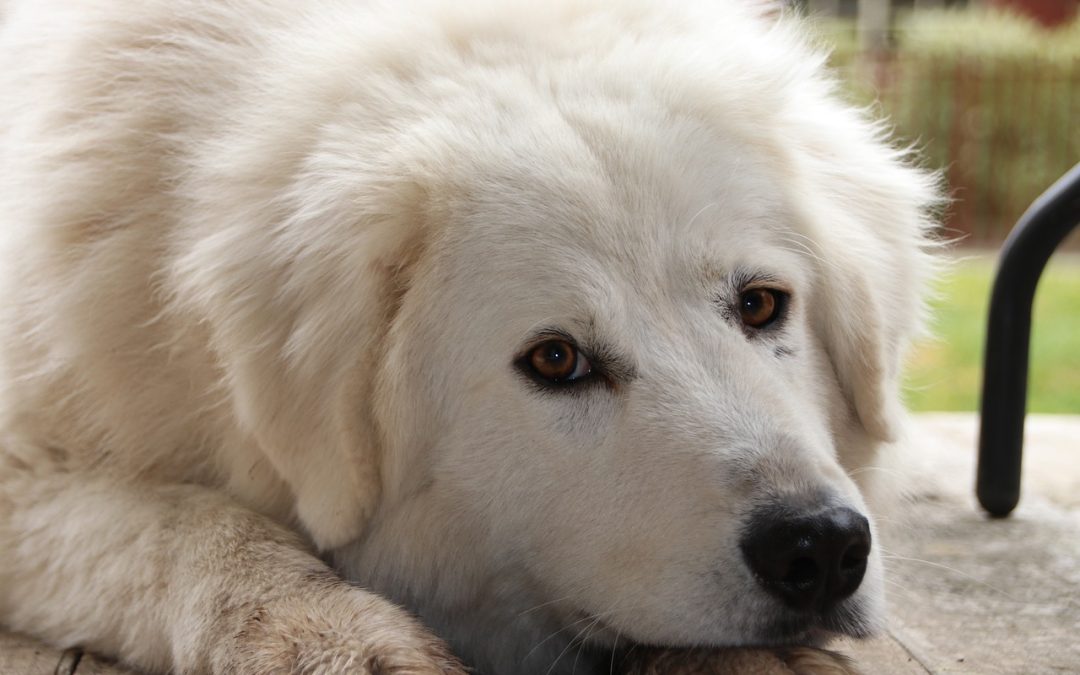 DUE FRATELLI SENZA FISSA DIMORA ACCOLTELLANO E UCCIDONO IL CANE GIORGIO A ROMA. LEAL LI DENUNCIA